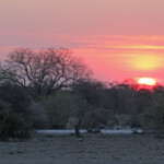 Soleil couchant sur Etosha