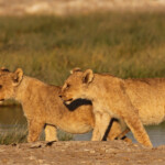Lionceaux, Rietfontein, Etosha
