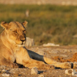 Lionne, Rietfontein, Etosha