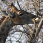 Girafe , Etosha