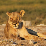 Lionne, Rietfontein, Etosha
