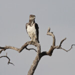 Aigle martial à la sortie du parc d'Etosha