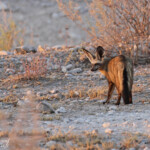 Otocyon, Etosha