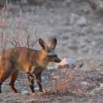 Otocyon, Etosha