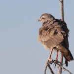 Autour chanteur immature, Etosha