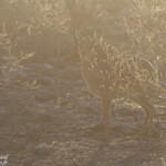 Dik dik de Damara, Etosha