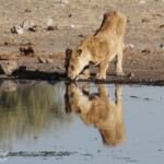 Lionne près de Namutoni, Etosha