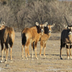 Jeunes oryx, Etosha