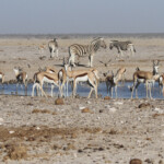 Ozonjuitji m'Bari, Etosha