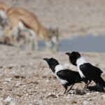 Corbeau pie, Nebrowni Etosha