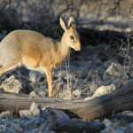 Dik dik de Damara, Etosha