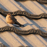 Hirondelle isabelline, Okaukuejo, Etosha