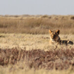 Lionne, Etosha