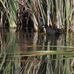 Râle à bec jaune près de Namutoni, Etosha