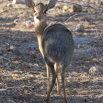 Dik dik de Damara, Etosha