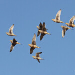Ganga namaqua, Ozonjuitji m'Bari, Etosha