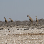 Girafes, Nebrowni Etosha