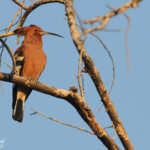 Huppe africaine, Okaukuejo, Etosha