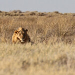 Lion, Etosha
