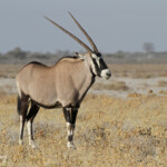 Oryx, Etosha