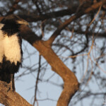 Corbeau pie, Okaukuejo, Etosha