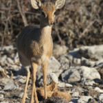 Dik dik de Damara, Etosha