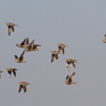Ganga namaqua, Ozonjuitji m'Bari, Etosha