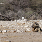Hyène tachetée, Etosha