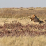 Lionne, Etosha
