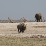 Rhinocéros noir, Nebrowni Etosha