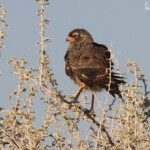 Autour chanteur, Etosha