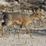 Dik dik de Damara, Etosha