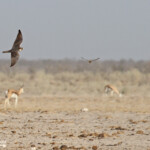 Faucon lanier, Ozonjuitji m'Bari, Etosha, Namibie 2015