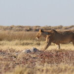 Lionne, Etosha