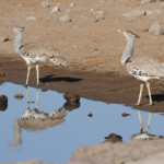 Outarde de Kori, Etosha