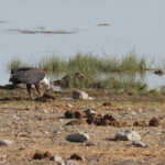 Pygargue vocifère, Homob Etosha