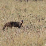 Mangue rayée, Charitsaub Etosha