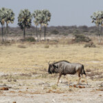 Gnou, Twee palms, Etosha