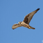Faucon lanier, Ozonjuitji m'Bari, Etosha, Namibie 2015
