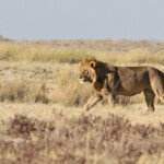 Lion, Etosha