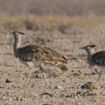 Outarde kori, Etosha