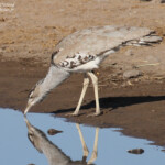Outarde de Kori, Etosha