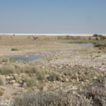 Etosha