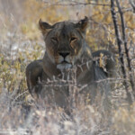 Lionne, Etosha