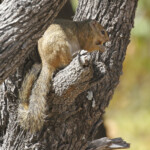 Écureuil de Smith, Halali (Etosha)