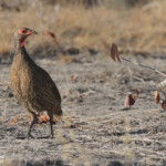 Francolin de Swainson, Halali (Etosha)