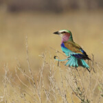 Rollier à longs brins, Halali (Etosha)