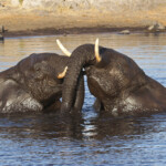Éléphant, Nuamses, Etosha