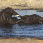 Éléphant, Nuamses, Etosha