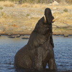 Éléphant, Nuamses, Etosha